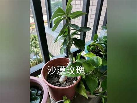 適合西曬的植物|西曬陽台植物指南：選擇與照顧西曬陽台的大型植物